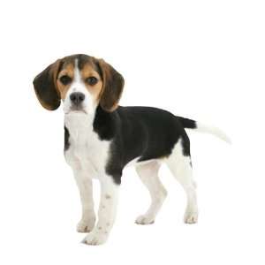  Wallpaper 4Walls Animals Puppy Love Beagle KP1202SA