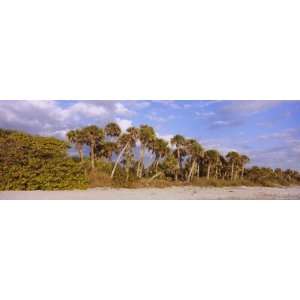  Trees on Caspersen Beach, Venice, Sarasota County, Florida 