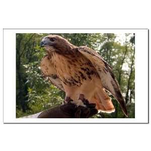  Red Tailed Hawk Ruffled Feath Native american Mini Poster 