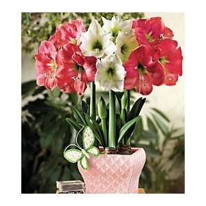  Festival Trio Amaryllis in Cachepot Patio, Lawn & Garden