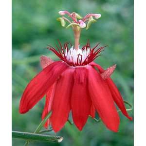   Flower   Passiflora   Indoors/Out   Easter Plant Patio, Lawn & Garden