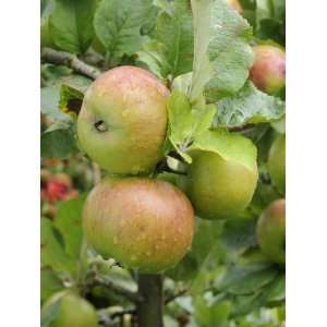 Newton Wonder Apples on Apple Tree Norfolk, UK Premium Poster Print 