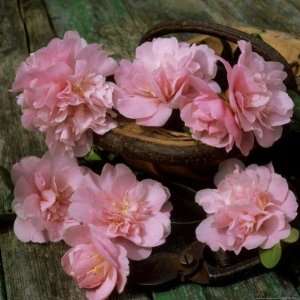 Pale Pink Camellia Flowers with Small Garden Trug and Secateurs on 