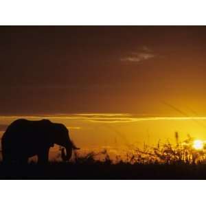  Elephant Grazing at Sunset, Tarangire National Park 