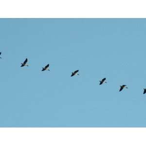  Low Angle View of a Flock of Birds Flying in the Sky 