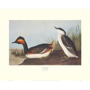  Eared Grebe Giclee Poster Print by John James Audubon 