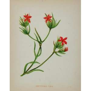   Print Deptford Pink Dianthus Armeria   Original Print