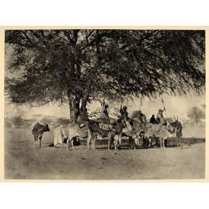  1930 Aulad Hamid Arab Oxen Caravan Sudan Africa Spear 