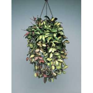  Porcelain Flower Plant Hanging in Front of a Wall (Hoya 