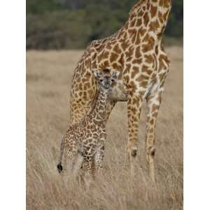  Mother and Baby Masai Giraffe Just Days Old Photographic 