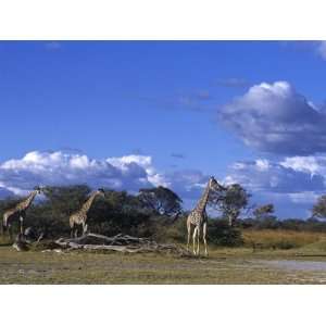  Giraffe, Giraffa Camelopardalis, Moremi Wildlife Reserve 