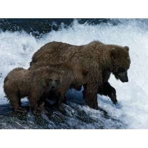 Grizzly Bear with Cubs Fishing {Ursus Arctos Horribilis} Mcneill River 