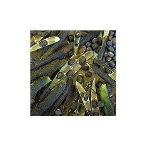  Urd Sprouting Bean Patio, Lawn & Garden