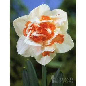  Replete Pink Daffodil   5 bulbs Patio, Lawn & Garden
