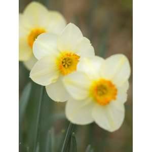 Closeup of White Daffodils, Arlington, Virginia, USA Photographic 