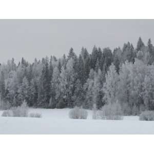  Snow Covering Trees in Dense Forest in Rural Finland in 