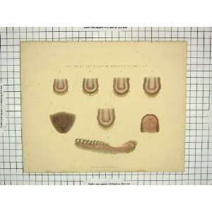 Anatomy Age Sheep Indicated Teeth Molars Colour Print  