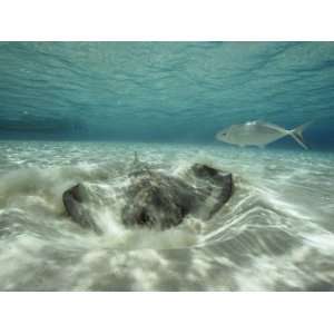  A Southern Sting Ray Burrowing into Sand as a Fish Swims 