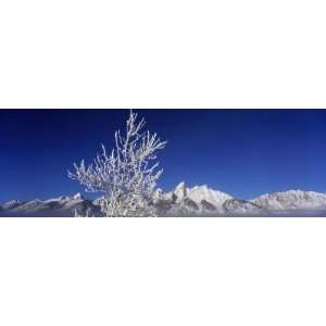 Winter Mist Covers the Ground and Hoar Frost Covers an Aspen in the 
