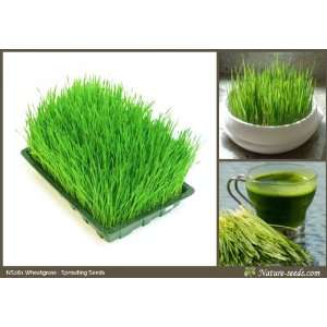  Nature Seeds Wheat Grass / Germinating Seeds / Catgrass 