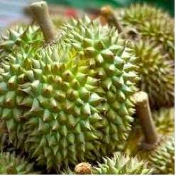 Tropical Durian D13 Fruit 1 Seed *Fresh*Sweet*Unique*  