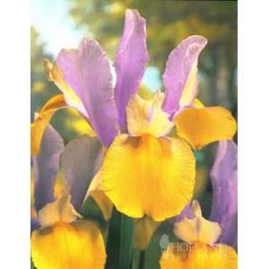    Oriental Beauty Dutch Iris   12 bulbs Patio, Lawn & Garden