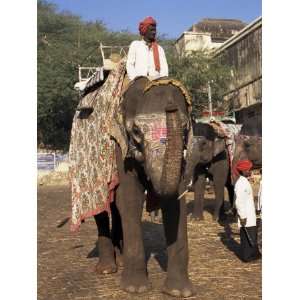 Elephant Transport for Tourists, Amber Palace, Jaipur, Rajasthan State 
