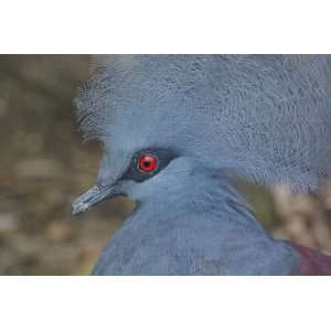  Blue Crowned Pigeon Taxidermy Photo Reference CD Sports 