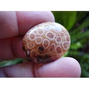   Gemqz Agatized Coral Fossil Oval CAB From Sukabumi 