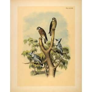  1881 Chromolithograph Birds Sparrowhawk Falcon Blue Jay 
