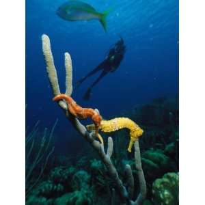 Underwater View of a Diver, Sea Horses, Tropical Fish, and 