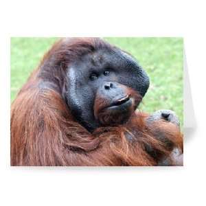  An orangutan with fruit at Twycross Zoo,   Greeting Card 