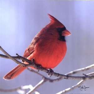  Male Cardinal by John Jones 12x12