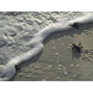  A Tiny Turtle Hatchling Heads for the Surf National 