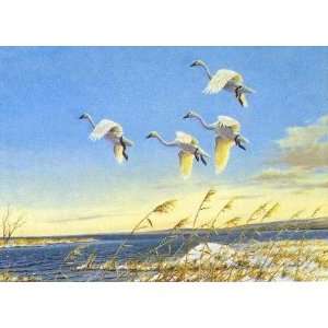    Owen Gromme   Early Arrivals   Tundra Swans