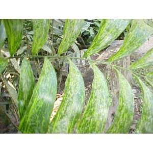     rare variegated Zamia  20 cycad seeds Patio, Lawn & Garden
