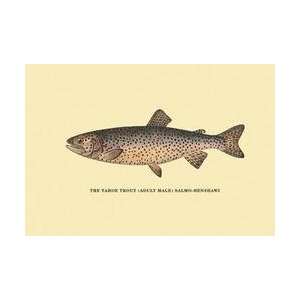  The Tahoe Trout 20x30 poster