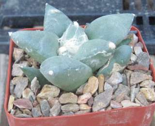 Ariocarpus retusus Star Shape Tubercles Cactus 17  