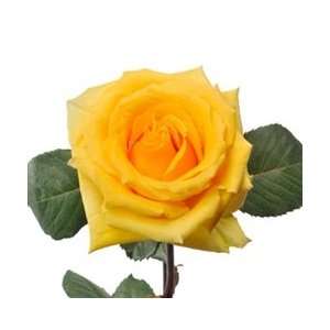  lindsey Yellow Rose 20 Long   100 Stems Arts, Crafts 