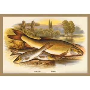  Gudgeon and Barbel