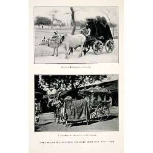  Print Bullock Cart Ox Cattle Brougham Carriage Zenana Transportation 