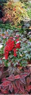 This plant likes full sun to partial shade. It is frost tolerant and 