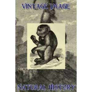   Key Ring Vintage Natural History Image Burmese Pig Tailed Monkey