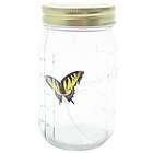 butterfly in jar  