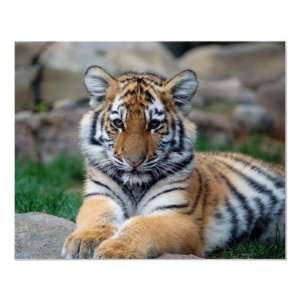  Big Tiger Cub Print