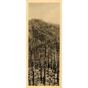  1945 Print Tillamook Oregon County Logging Logger Woods Fire 