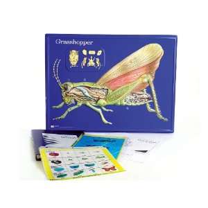 American Educational 2753 Grasshopper Model Activity Set  