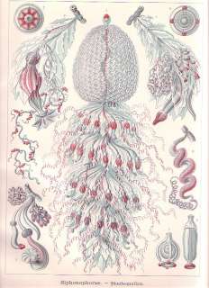 HAECKEL Jellyfish   1st. Edition   1900  