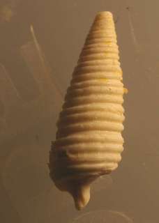 Seila trilineata  Cerithiopsidae Fossil  