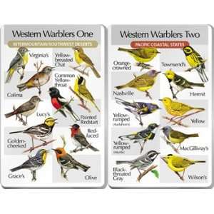  IdentiFlyer Song Card   Western Warblers Toys & Games